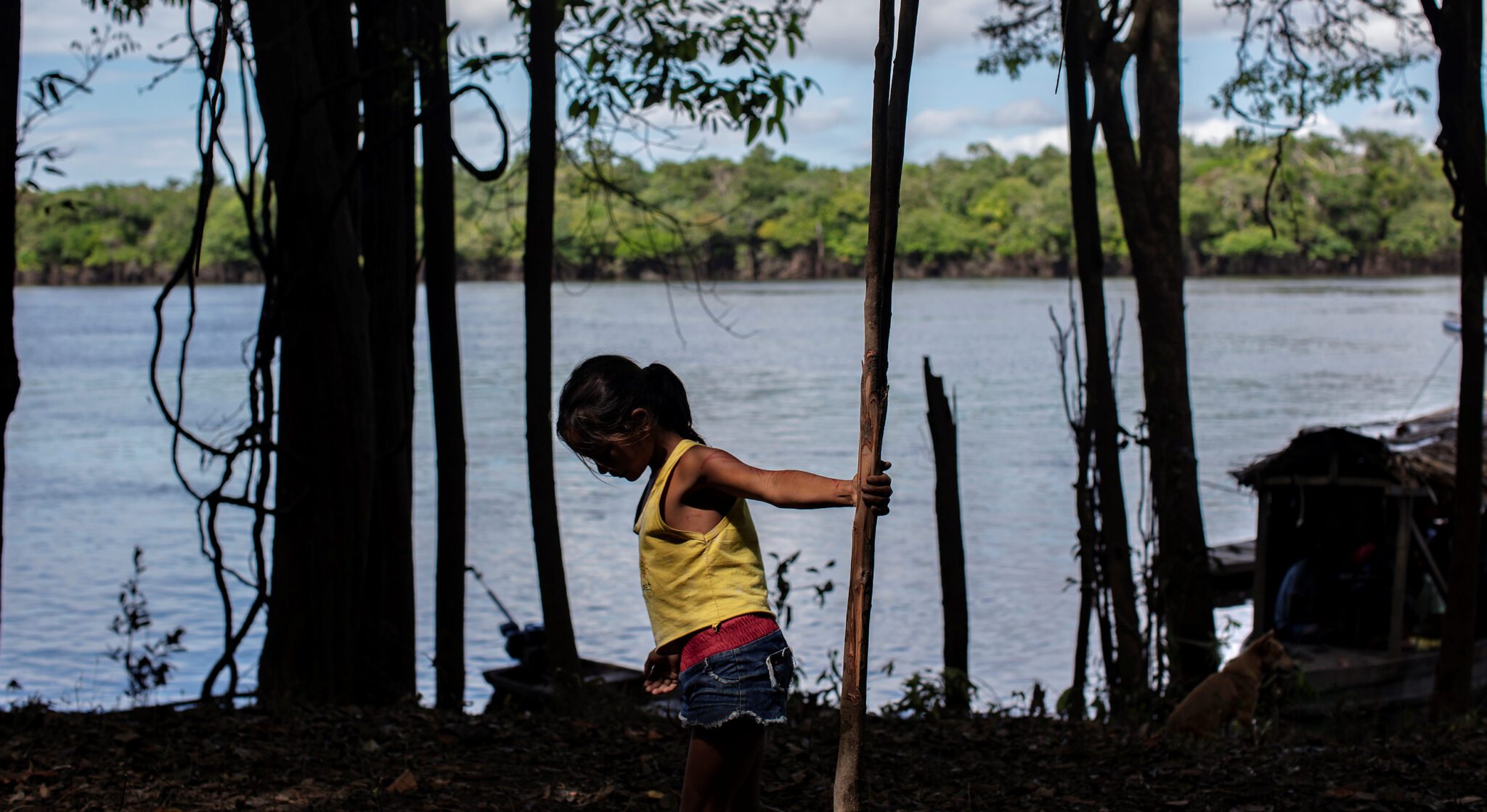 Projeto Gosto da Amazônia leva chefs de cozinha do Rio de Janeiro até a Terra Indígena Paumari, no sul do Amazonas, para conhecer o manejo do pirarucu e seus impactos econômicos, sociais e ambientais na região. Os chefs criarão pratos com o pirarucu, o maior peixe de escamas de água doce do mundo, para contribuir com a introdução do produto no mercado do Rio de Janeiro.
Na foto, a menina Francilvania, filha do Seu Chico e Dona Orcelia, quem vivem na aldeia Xila, brinca entre as árvores na aldeia Patauá. Os troncos das árvores com cauxi são raspados para que as crianças possam brincar. O cauxi provoca fortes coceiras.
Foto Marizilda Cruppe/Divulgação