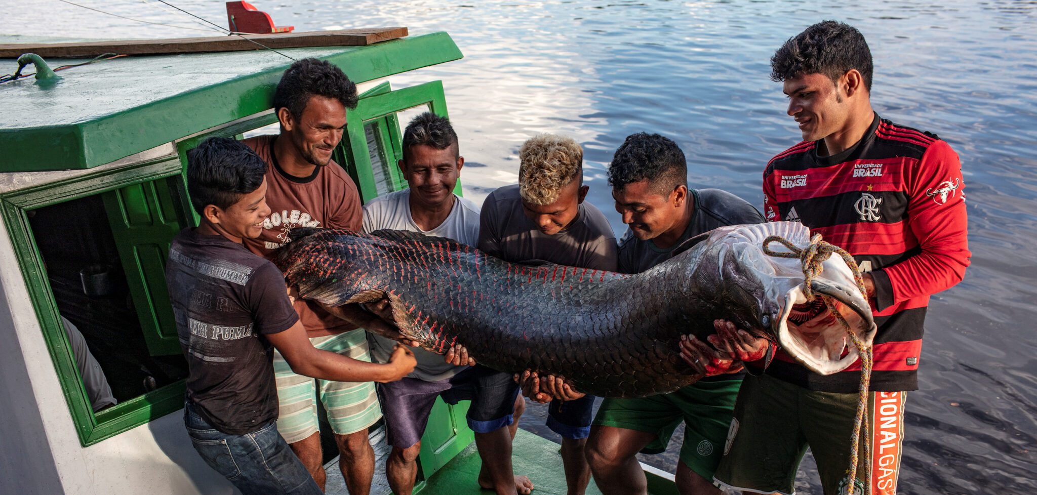 Projeto Gosto da Amazônia leva chefs de cozinha do Rio de Janeiro até a Terra Indígena Paumari, no sul do Amazonas, para conhecer o manejo do pirarucu e seus impactos econômicos, sociais e ambientais na região. Os chefs criarão pratos com o pirarucu, o maior peixe de escamas de água doce do mundo, para contribuir com a introdução do produto no mercado do Rio de Janeiro.
Na foto: Indígenas Paumari trazem um pirarucu que acabaram de pescar em um dos lagos da aldeia
Foto Marizilda Cruppe